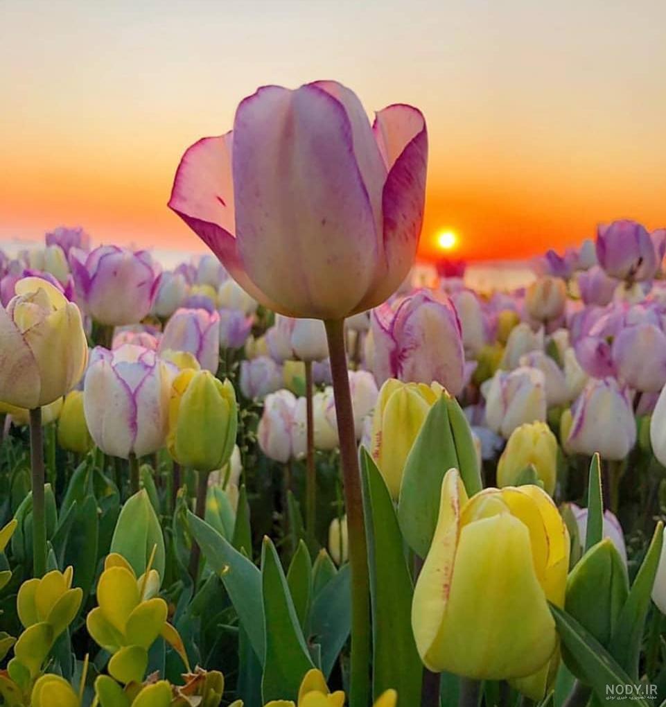 کور هولیری آواز حه سن